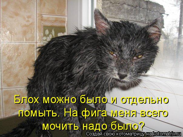 Блох можно было и отдельно помыть. На фига меня всего мочить надо было?... Котоматрица: Блох можно было и отдельно помыть. На фига меня всего мочить надо было?