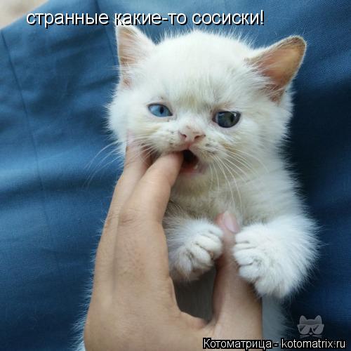странные какие-то сосиски!... Котоматрица: странные какие-то сосиски!