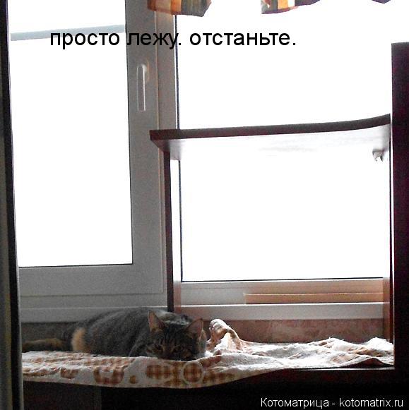 просто лежу. отстаньте.... Котоматрица: просто лежу. отстаньте.