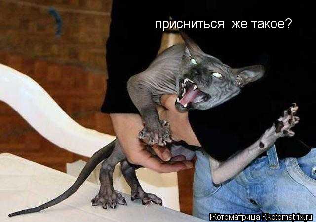 присниться же такое?... Котоматрица: присниться же такое?