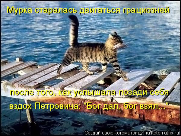 Котоматрица: Мурка старалась двигаться грациозней после того, как услышала позади себя вздох Петровича: "Бог дал, бог взял..."