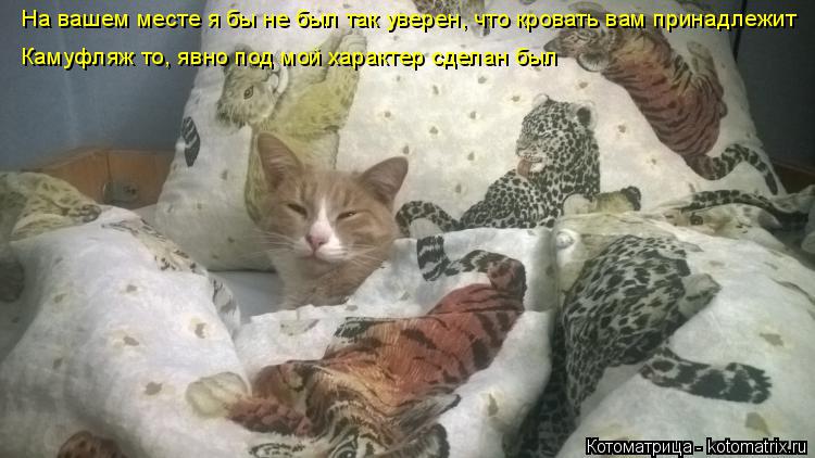 На вашем месте я бы не был так уверен, что кровать вам принадлежит Камуфляж то, явно под мой характер... Котоматрица: На вашем месте я бы не был так уверен, что кровать вам принадлежит Камуфляж то, явно под мой характер сделан был