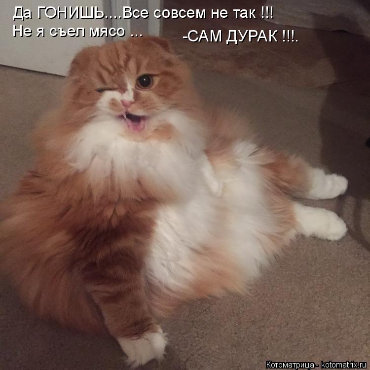 Да ГОНИШЬ....Все совсем не так !!! Не я съел мясо ... -САМ ДУРАК !!!.... Котоматрица: Да ГОНИШЬ....Все совсем не так !!! Не я съел мясо ... -САМ ДУРАК !!!.