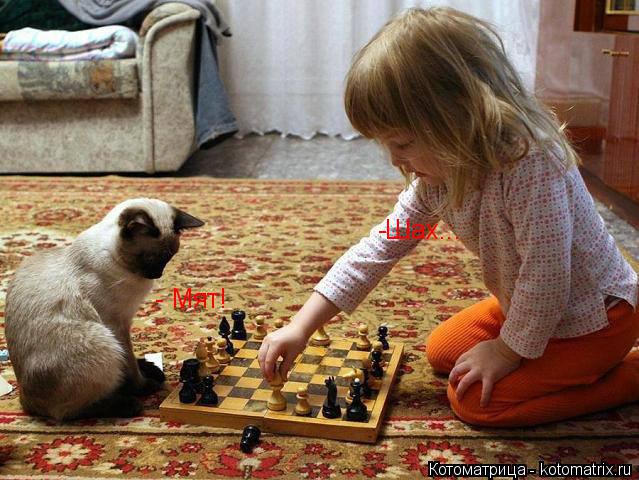 -Шах... - Мят!... Котоматрица: -Шах... - Мят!