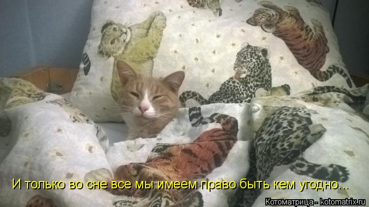 И только во сне все мы имеем право быть кем угодно...... Котоматрица: И только во сне все мы имеем право быть кем угодно...