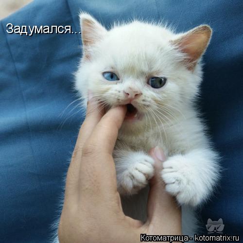 Задумался...... Котоматрица: Задумался...
