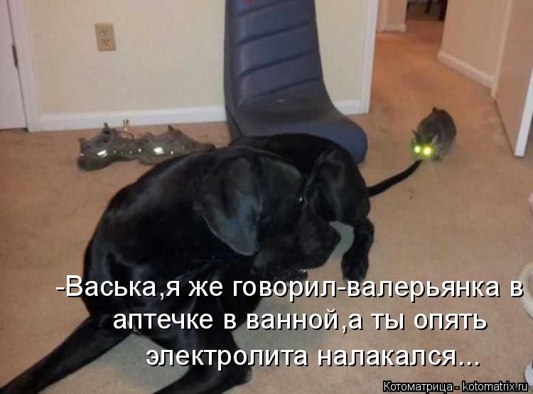 -Васька,я же говорил-валерьянка в аптечке в ванной,а ты опять электролита налакался...... Котоматрица: -Васька,я же говорил-валерьянка в аптечке в ванной,а ты опять электролита налакался...