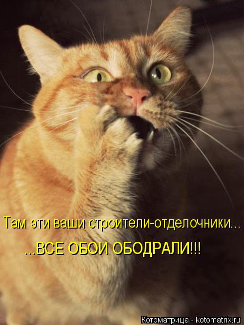 Котоматрица: Там эти ваши строители-отделочники... ...ВСЕ ОБОИ ОБОДРАЛИ!!!