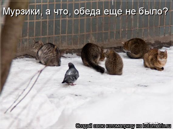 Мурзики, а что, обеда еще не было?... Котоматрица: Мурзики, а что, обеда еще не было?