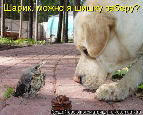 Шарик, можно я шишку заберу?... Котоматрица: Шарик, можно я шишку заберу?