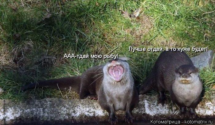 Лучше отдай, а то хуже будет! AAA-тдай мою рыбу!... Котоматрица: Лучше отдай, а то хуже будет! AAA-тдай мою рыбу!