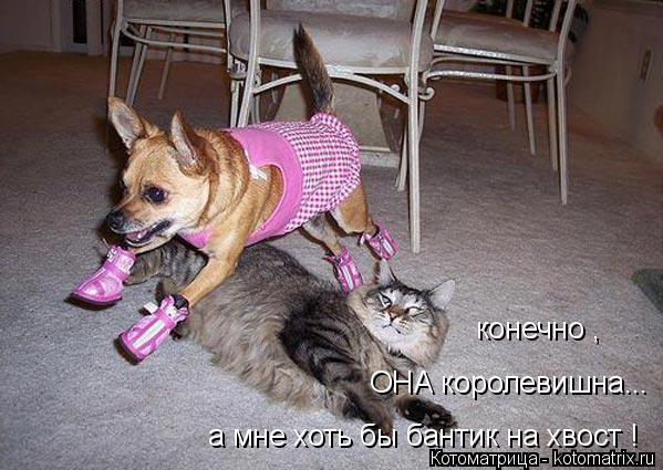 ОНА королевишна... а мне хоть бы бантик на хвост ! конечно ,... Котоматрица: ОНА королевишна... а мне хоть бы бантик на хвост ! конечно ,