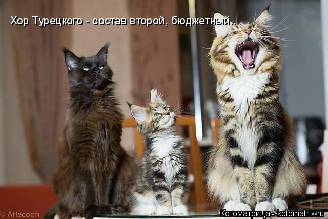 Хор Турецкого - состав второй, бюджетный..... Котоматрица: Хор Турецкого - состав второй, бюджетный..
