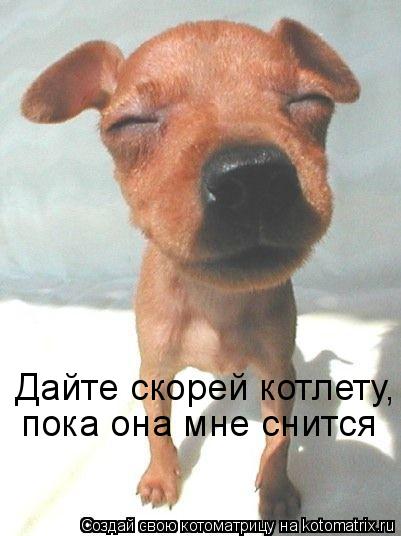 Дайте скорей котлету, пока она мне снится... Котоматрица: Дайте скорей котлету, пока она мне снится