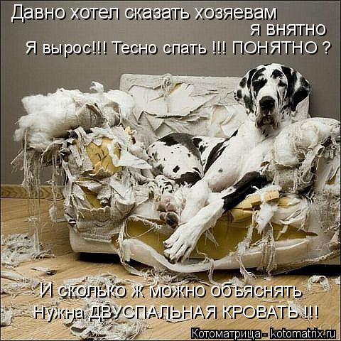 Давно хотел сказать хозяевам я внятно И сколько ж можно объяснять Я вырос!!! Тесно спать !!... Котоматрица: Давно хотел сказать хозяевам я внятно И сколько ж можно объяснять Я вырос!!! Тесно спать !!! ПОНЯТНО ? Нужна ДВУСПАЛЬНАЯ КРОВАТЬ !!!