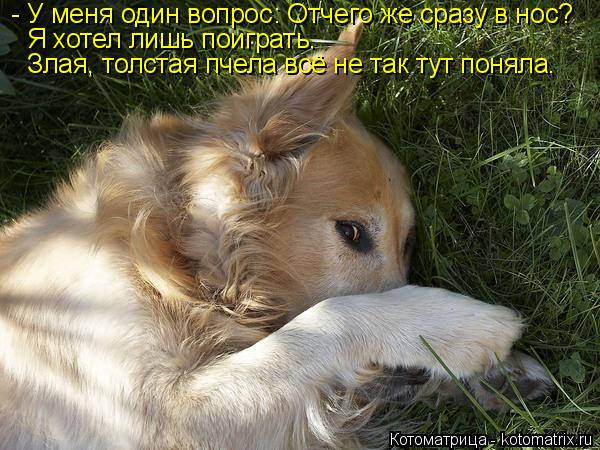 - У меня один вопрос: Отчего же сразу в нос? Я хотел лишь поиграть. Злая, толстая пчела всё не так т... Котоматрица: - У меня один вопрос: Отчего же сразу в нос? Я хотел лишь поиграть. Злая, толстая пчела всё не так тут поняла.