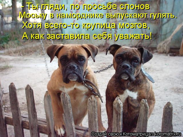 Моську в наморднике выпускают гулять. Хотя всего-то крупица мозгов, А как заставила себя уважать! - Т... Котоматрица: Моську в наморднике выпускают гулять. Хотя всего-то крупица мозгов, А как заставила себя уважать! - Ты гляди, по просьбе слонов