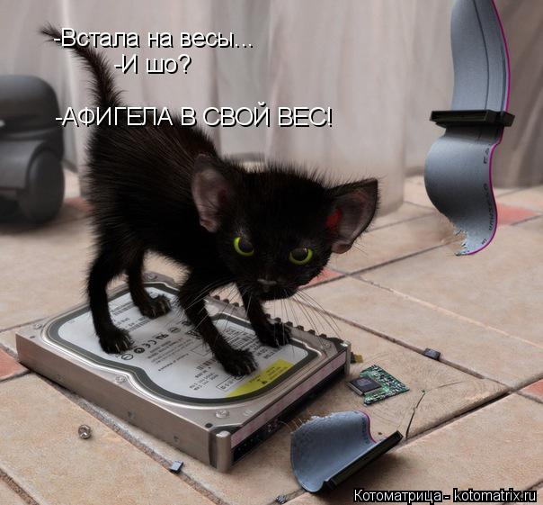 -Встала на весы... -И шо? -АФИГЕЛА В СВОЙ ВЕС!... Котоматрица: -Встала на весы... -И шо? -АФИГЕЛА В СВОЙ ВЕС!