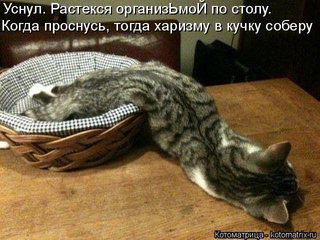 Когда проснусь, тогда харизму в кучку соберу Уснул. Растекся организЬмоЙ по столу.... Котоматрица: Когда проснусь, тогда харизму в кучку соберу Уснул. Растекся организЬмоЙ по столу.