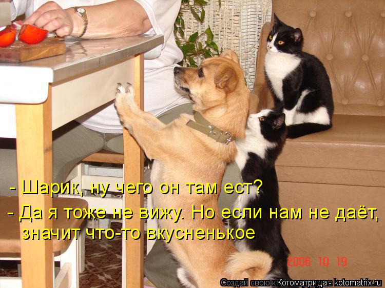 - Шарик, ну чего он там ест? - Да я тоже не вижу. Но если нам не даёт, значит что-то вкусненькое... Котоматрица: - Шарик, ну чего он там ест? - Да я тоже не вижу. Но если нам не даёт, значит что-то вкусненькое