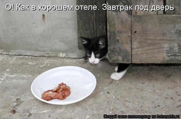 О! Как в хорошем отеле. Завтрак под дверь... Котоматрица: О! Как в хорошем отеле. Завтрак под дверь