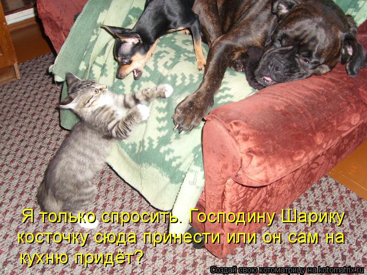 Я только спросить. Господину Шарику косточку сюда принести или он сам на кухню придёт?... Котоматрица: Я только спросить. Господину Шарику косточку сюда принести или он сам на кухню придёт?