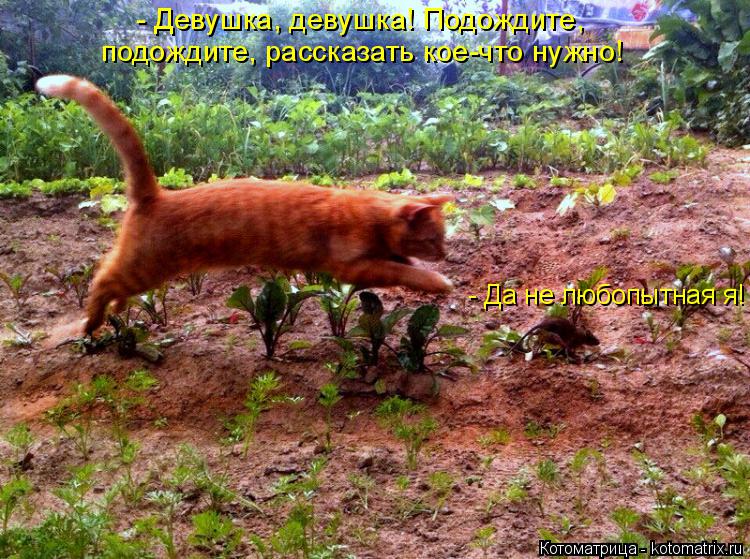 - Девушка, девушка! Подождите, подождите, рассказать кое-что нужно! - Да не любопытная я!... Котоматрица: - Девушка, девушка! Подождите, подождите, рассказать кое-что нужно! - Да не любопытная я!