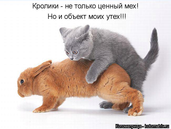 Кролики - не только ценный мех! Но и объект моих утех!!!... Котоматрица: Кролики - не только ценный мех! Но и объект моих утех!!!