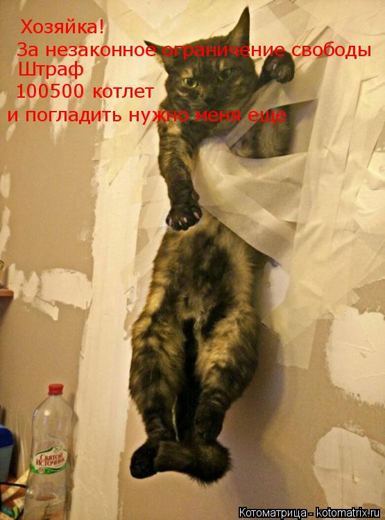 Хозяйка! За незаконное ограничение свободы Штраф 100500 котлет и погладить нужно меня еще... Котоматрица: Хозяйка! За незаконное ограничение свободы Штраф 100500 котлет и погладить нужно меня еще