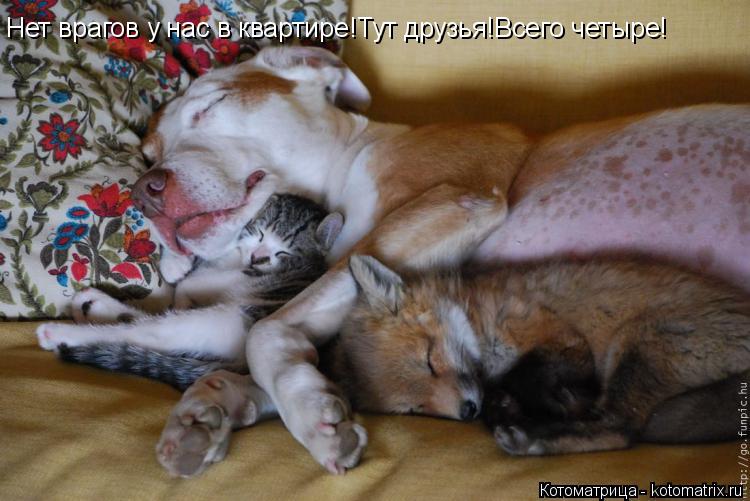 Нет врагов у нас в квартире!Тут друзья!Всего четыре!... Котоматрица: Нет врагов у нас в квартире!Тут друзья!Всего четыре!
