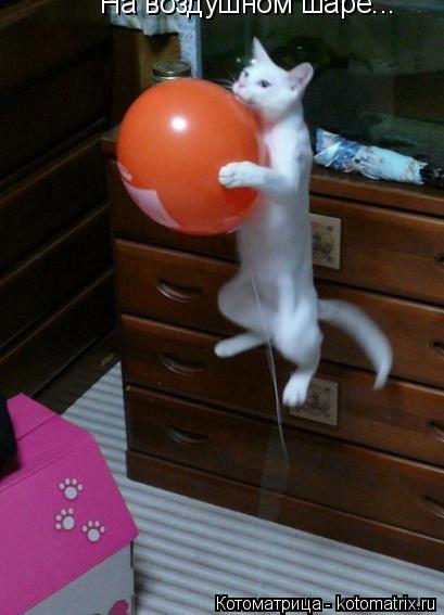 На воздушном шаре...... Котоматрица: На воздушном шаре...