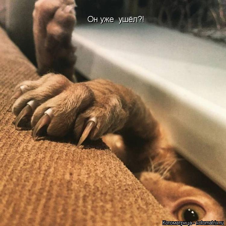 Он уже ушёл?!... Котоматрица: Он уже ушёл?!
