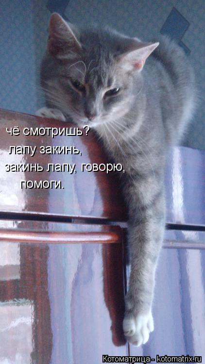 чё смотришь? лапу закинь, закинь лапу, говорю, помоги.... Котоматрица: чё смотришь? лапу закинь, закинь лапу, говорю, помоги.