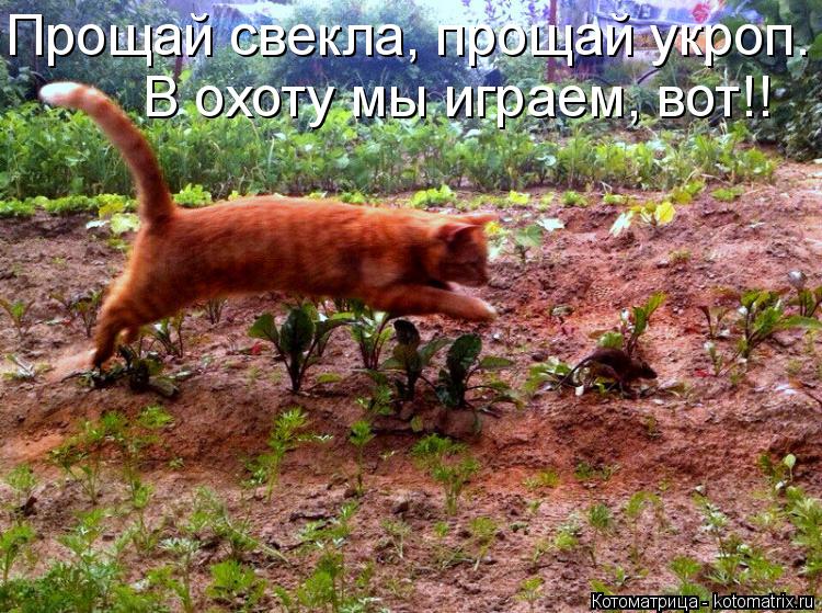 Прощай свекла, прощай укроп. В охоту мы играем, вот!!... Котоматрица: Прощай свекла, прощай укроп. В охоту мы играем, вот!!
