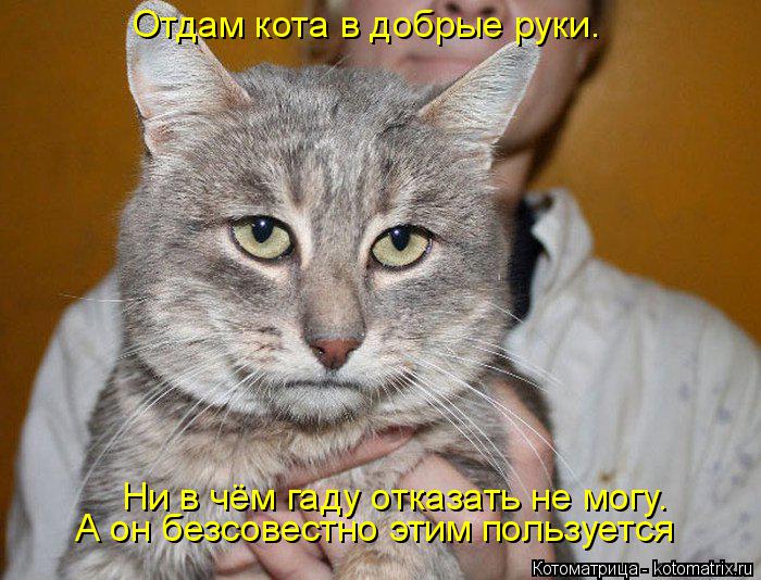 Отдам кота в добрые руки. Ни в чём гаду отказать не могу. А он безсовестно этим пользуется... Котоматрица: Отдам кота в добрые руки. Ни в чём гаду отказать не могу. А он безсовестно этим пользуется