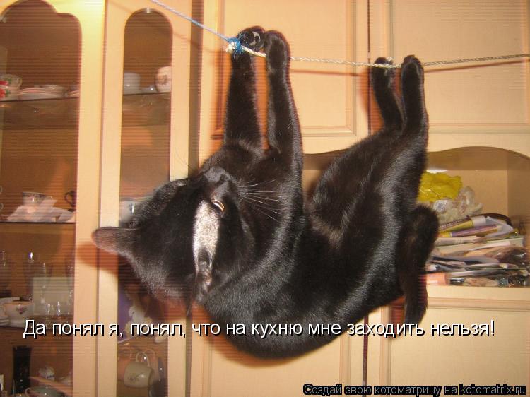 Да понял я, понял, что на кухню мне заходить нельзя!... Котоматрица: Да понял я, понял, что на кухню мне заходить нельзя!