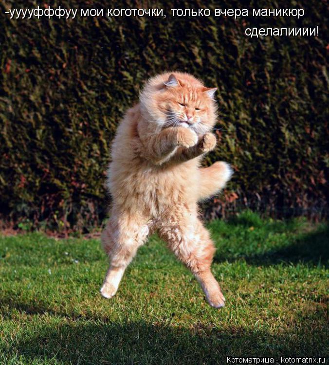 -ууууфффуу мои коготочки, только вчера маникюр сделалииии!... Котоматрица: -ууууфффуу мои коготочки, только вчера маникюр сделалииии!