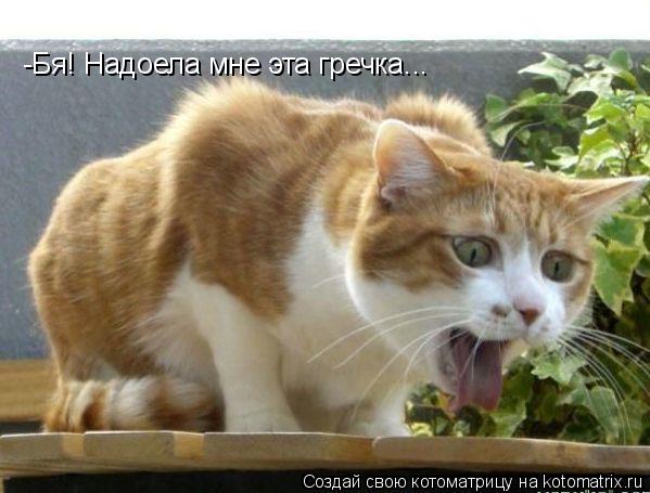 -Бя! Надоела мне эта гречка...... Котоматрица: -Бя! Надоела мне эта гречка...