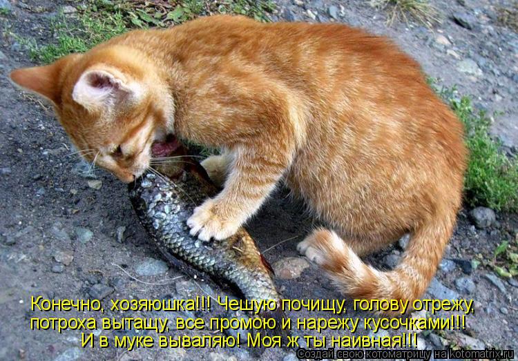 Украли кота