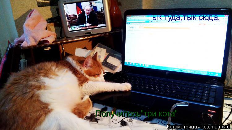 Тык туда,тык сюда, Получилось"три кота"... Котоматрица: Тык туда,тык сюда, Получилось"три кота"