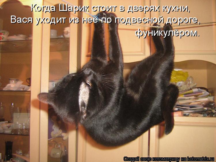 Котоматрица: Когда Шарик стоит в дверях кухни, Вася уходит из неё по подвесной дороге,  фуникулёром.