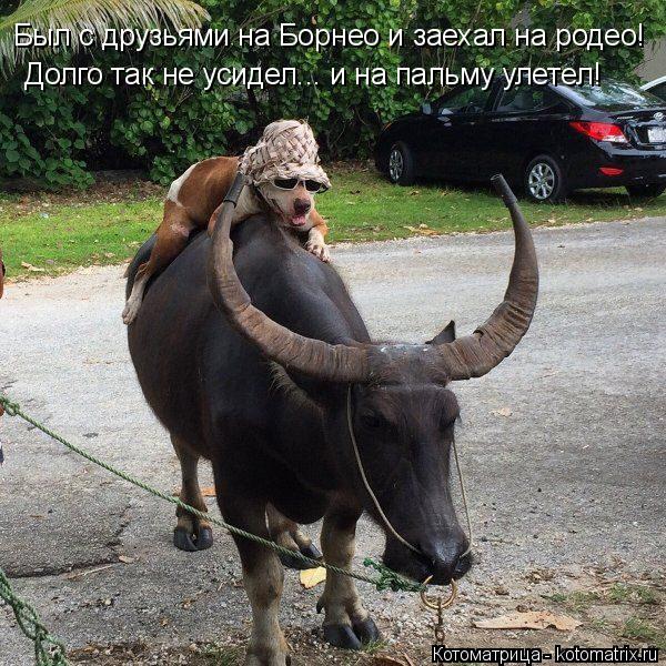 Был с друзьями на Борнео и заехал на родео! Долго так не усидел... и на пальму улетел!... Котоматрица: Был с друзьями на Борнео и заехал на родео! Долго так не усидел... и на пальму улетел!