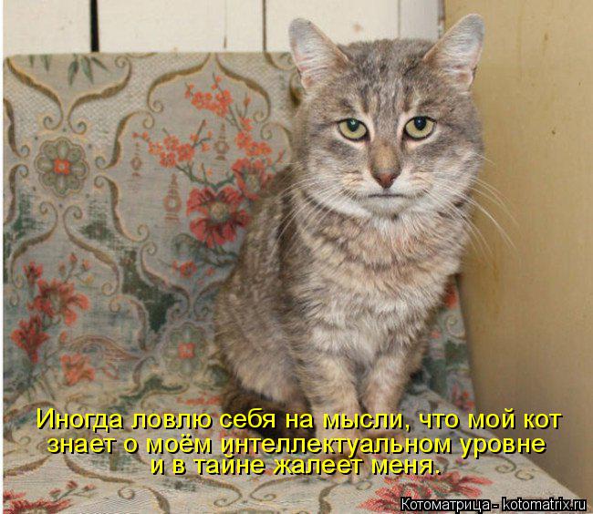 Иногда ловлю себя на мысли, что мой кот знает о моём интеллектуальном уровне и в тайне жалеет меня.... Котоматрица: Иногда ловлю себя на мысли, что мой кот знает о моём интеллектуальном уровне и в тайне жалеет меня.