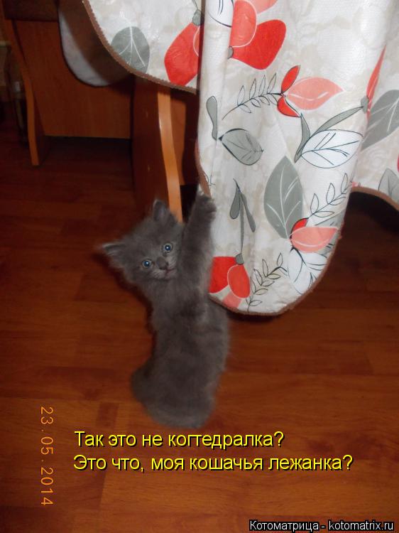 Так это не когтедралка? Это что, моя кошачья лежанка?... Котоматрица: Так это не когтедралка? Это что, моя кошачья лежанка?