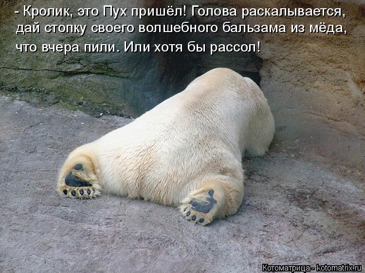 - Кролик, это Пух пришёл! Голова раскалывается, дай стопку своего волшебного бальзама из мёда, что вч... Котоматрица: - Кролик, это Пух пришёл! Голова раскалывается, дай стопку своего волшебного бальзама из мёда, что вчера пили. Или хотя бы рассол!