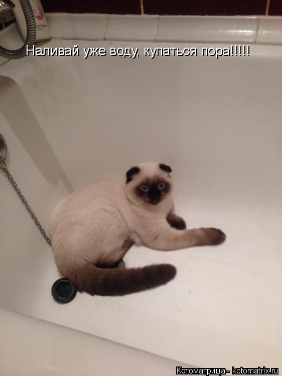 Наливай уже воду, купаться пора!!!!!... Котоматрица: Наливай уже воду, купаться пора!!!!!