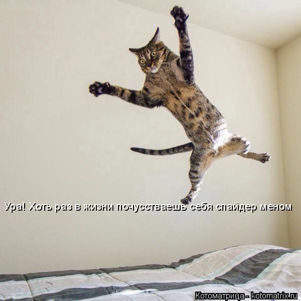 Ура! Хоть раз в жизни почусстваешь себя спайдер меном... Котоматрица: Ура! Хоть раз в жизни почусстваешь себя спайдер меном