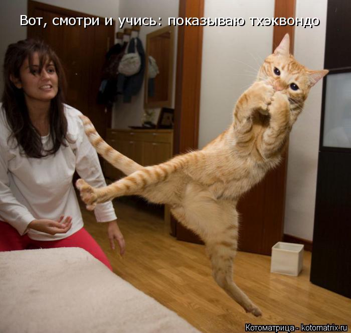 Вот, смотри и учись: показываю тхэквондо... Котоматрица: Вот, смотри и учись: показываю тхэквондо