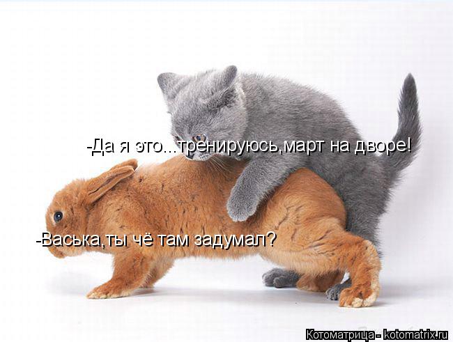 -Васька,ты чё там задумал? -Да я это...тренируюсь,март на дворе!... Котоматрица: -Васька,ты чё там задумал? -Да я это...тренируюсь,март на дворе!