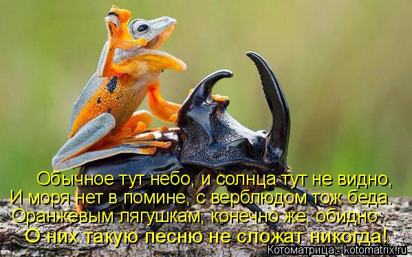 Обычное тут небо, и солнца тут не видно, И моря нет в помине, с верблюдом тож беда. Оранжевым лягушка... Котоматрица: Обычное тут небо, и солнца тут не видно, И моря нет в помине, с верблюдом тож беда. Оранжевым лягушкам, конечно же, обидно: О них такую песню не